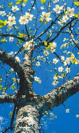 Blue & Bloom